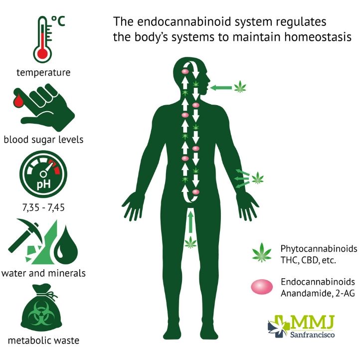 What is the endocannabinoid system?